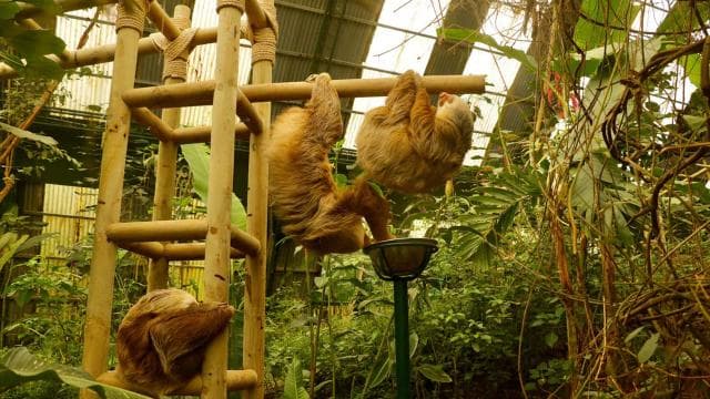 Monteverde: Zip Lines, Bridges, Butterflies, Sloths and more - Photo 2 (Gallery view)