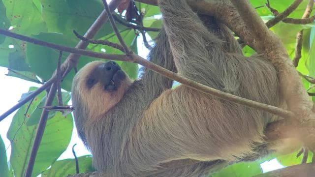 Manuel Antonio National Park Guided Hike - Photo 4 (Gallery view)