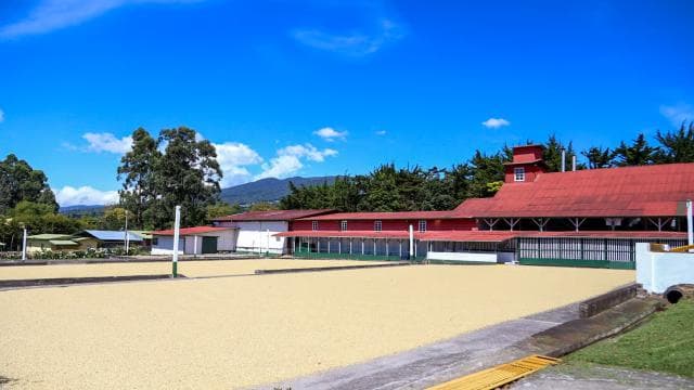 Alajuela: Coffee Plantation Guided Tour with Tasting - Photo 4 (Gallery view)