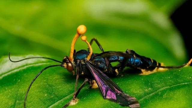 Monteverde: Cloud Forest Tour with Guide & Photos - Photo 5 (Gallery view)