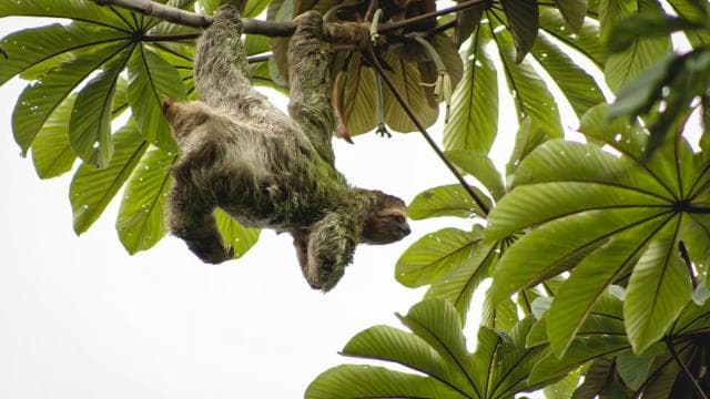 La Fortuna: Private tour Arenal Volcano - Photo 4 (Gallery view)