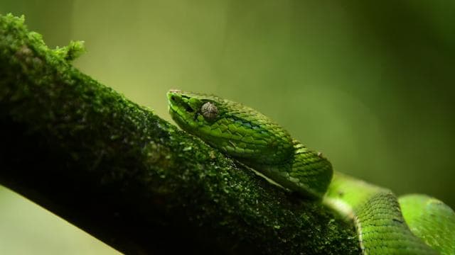 Plongez dans la magie de la forêt nuageuse de Monteverde - Photo 2 (Gallery view)