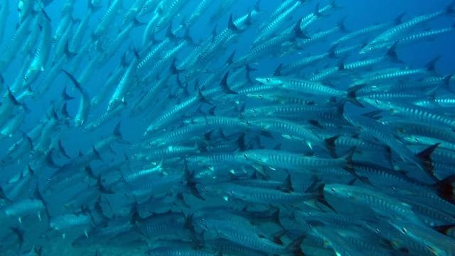 Playa Uvita: Caño Island Snorkeling Tour with Lunch - Photo 4 (Gallery view)