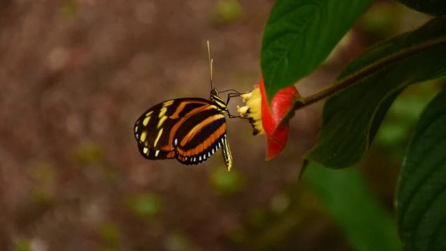 La Fortuna Waterfall Hike & Farm Lunch - Photo 4 (Gallery view)