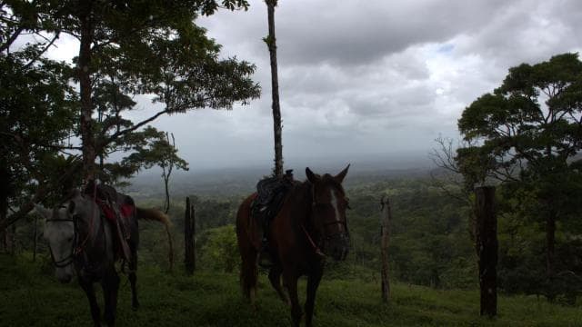 Private Horseback Riding - Río Celeste - Photo 5 (Gallery view)