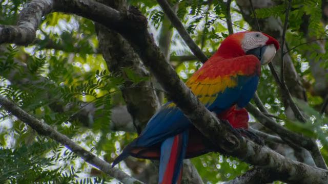 Sierpe: Jungle Wild Cruiser and Mangrove Forest Tour - Photo 5 (Gallery view)