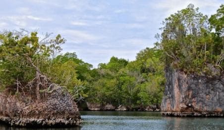 Samana: Los Haitises, Caño Hondo, Kayak Tour with Lunch - Photo 4 (Gallery view)