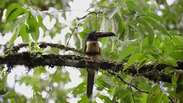 Тур спостереження за птахами в Rainforest Adventures Braulio Carrillo - Photo 3 (Gallery view)