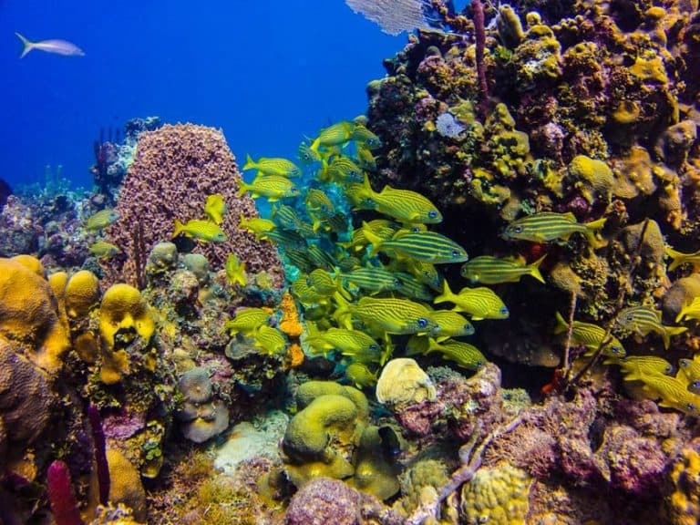 Punta Cana: Full-Day Snorkeling Tour to Catalina Island - Photo 2 (Gallery view)