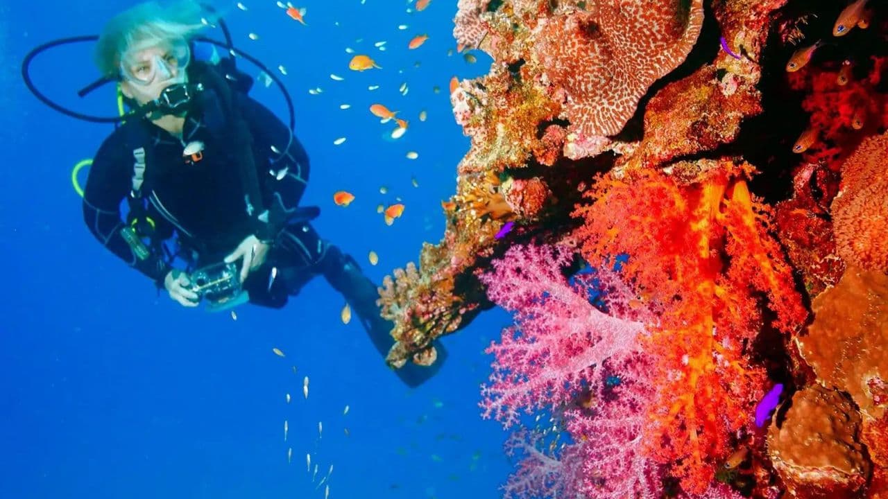 Punta Cana 40ft Recreational Diving Adventure - Dominican Republic