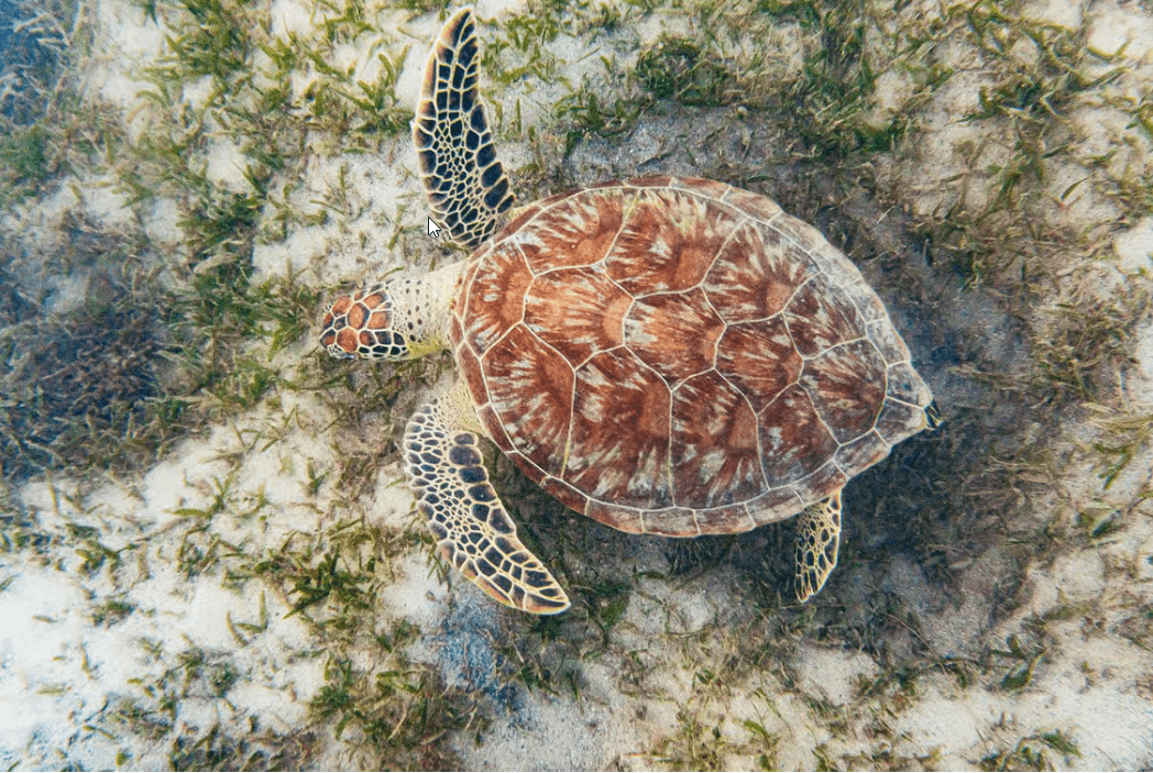 San Juan: Beginner Snorkeling Tour with Turtles and Videos - Dominican Republic