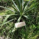 Bayahibe: caminata por la jungla en el parque nacional y snorkel en cenotes - Photo 5 (Gallery view)