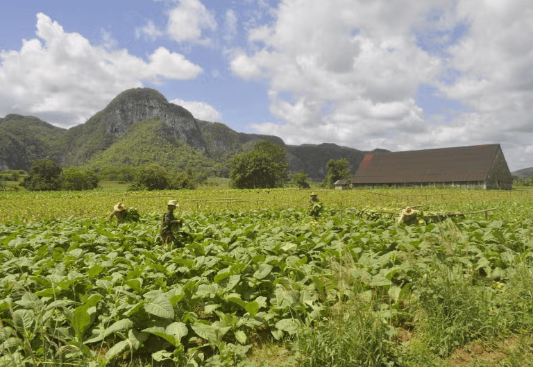 Viñales Tobacco Tour - Photo 3 (Gallery view)