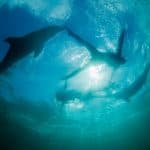Punta Cana: Dolphin Experience in the Sea - Photo 5 (Gallery view)