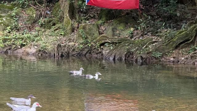 San Juan: El Yunque Tour Water Slide, Rope Swing & Pickup - Photo 2 (Gallery view)
