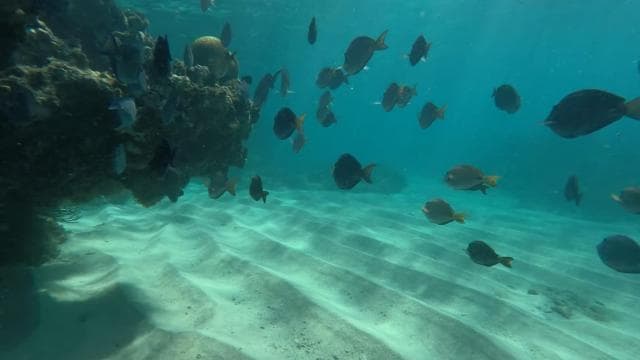 Fajardo: Snorkeling Boat Tour with Snacks and Drinks - Photo 4 (Gallery view)