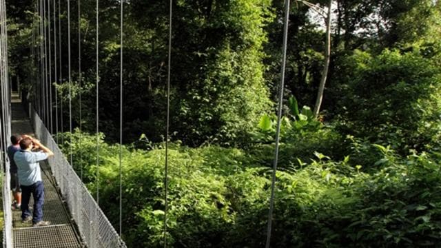 Parque Nacional Arenal: tour en grupo pequeño por puentes colgantes - Photo 2 (Gallery view)