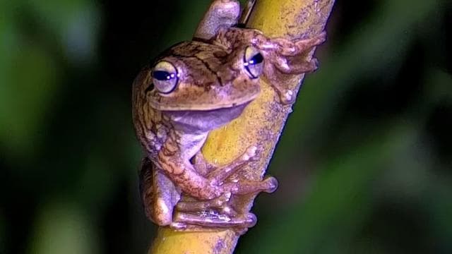 Manuel Antonio: Shared Night Tour Forest Experience - Dominican Republic