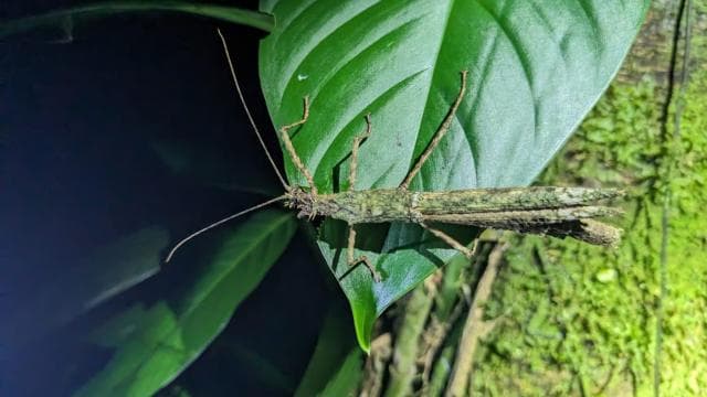 Monteverde: Night Walk in the Magical Forest - Photo 3 (Gallery view)