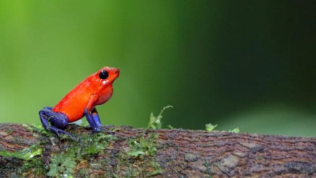 Mistico Hanging Bridges + Transportation + Naturalist Guide - Photo 3 (Gallery view)