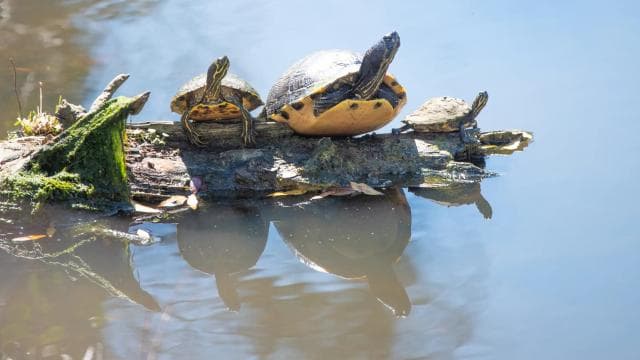 Kayaking Adventure: a 2-hour Wildlife Escape - Photo 3 (Gallery view)