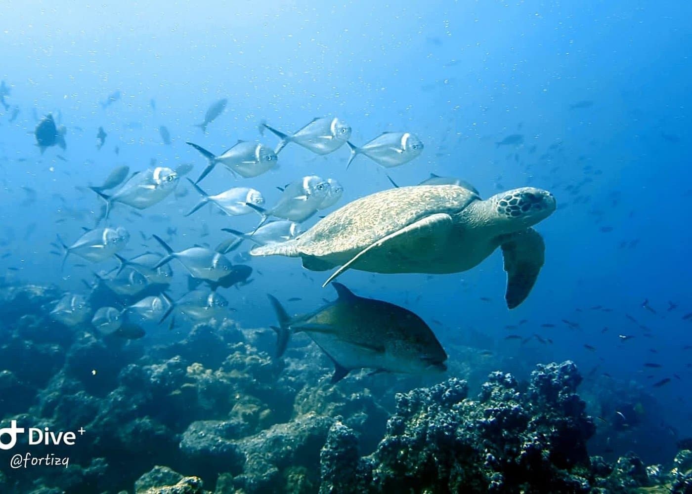 Full Day Tour Pinzon Island + La Fe/Las Palmas - Snorkeling & Fishing - Dominican Republic