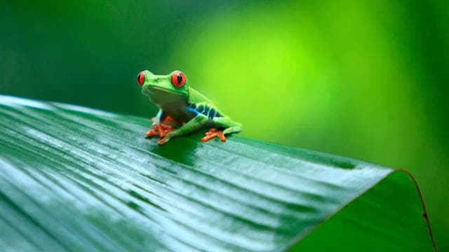 San José : excursion d'une journée au parc Tortuguero avec petit-déjeuner et déjeuner - Photo 2 (Gallery view)