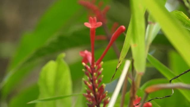 El Yunque nemzeti esőerdői természetjárás és Luquillo strand - Photo 5 (Gallery view)