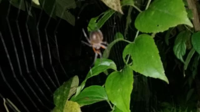 Manzanillo: Night hike in the forest - Dominican Republic