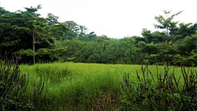 Monteverde: Curi-Cancha Reserve Tour with Entry Ticket - Photo 5 (Gallery view)