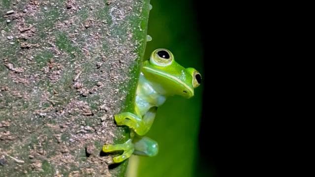 Monteverde: Oktari Monteverde Night Walk Tour - Photo 2 (Gallery view)