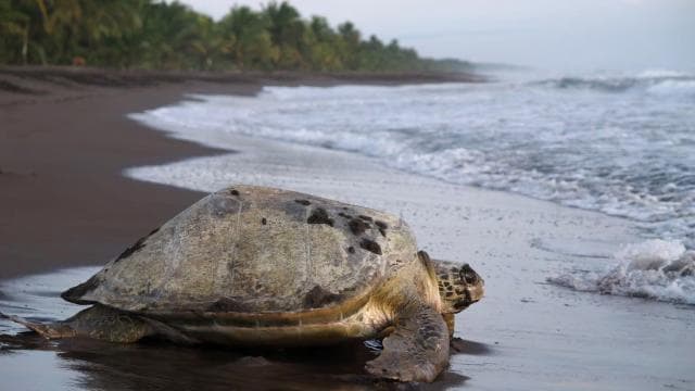 TURTLE WATCHING IN TORTUGUERO COSTA RICA - Photo 2 (Gallery view)
