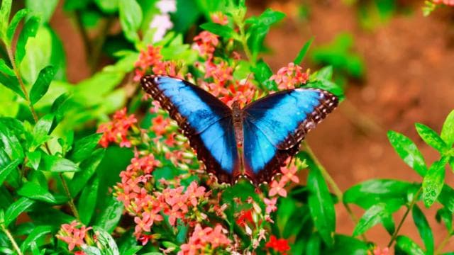 Monteverde: Zip Line, Bridges, and Butterfly Garden Tour - Dominican Republic