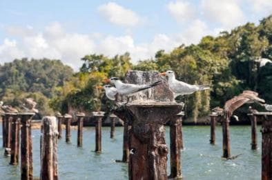 Samana: Los Haitises & Cano Hondo Overnight Tour - Photo 2 (Gallery view)