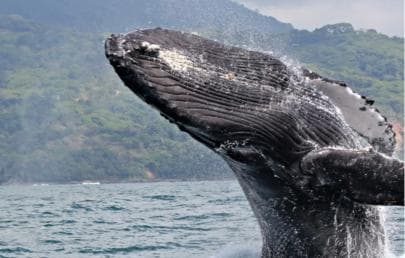 Samana: Private Whale Watching Half Day Trip - Photo 4 (Gallery view)
