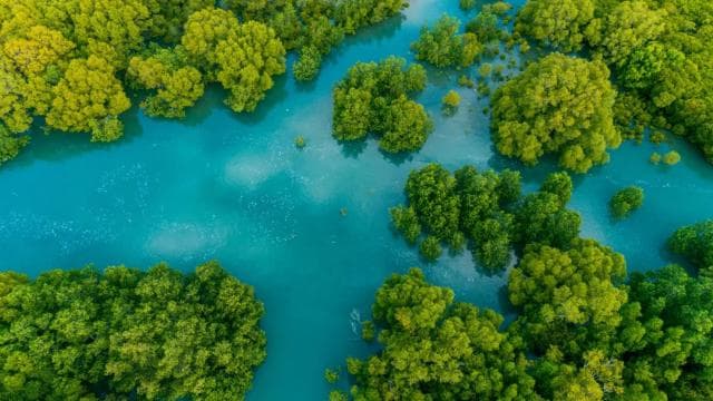 Manuel Antonio: Damas Island Mangrove Boat Tour with Lunch - Photo 3 (Gallery view)