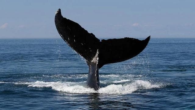 WHALE & DOLPHIN WATCHING IN UVITA COSTA RICA - Photo 5 (Gallery view)