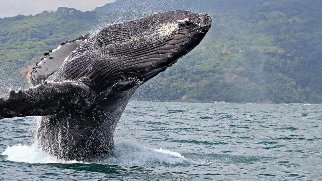 Uvita: Private Marino Ballena Boat Cruise Whales & Dolphins - Photo 3 (Gallery view)