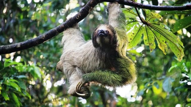 San José: Arenal Volcano, Hot Springs, & Zip Lining w/ Meals - Photo 3 (Gallery view)