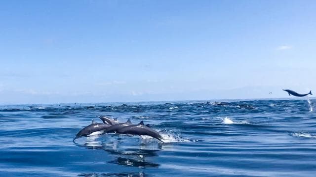 Drake Bay - Excursion d'observation des baleines et des dauphins - Photo 3 (Gallery view)