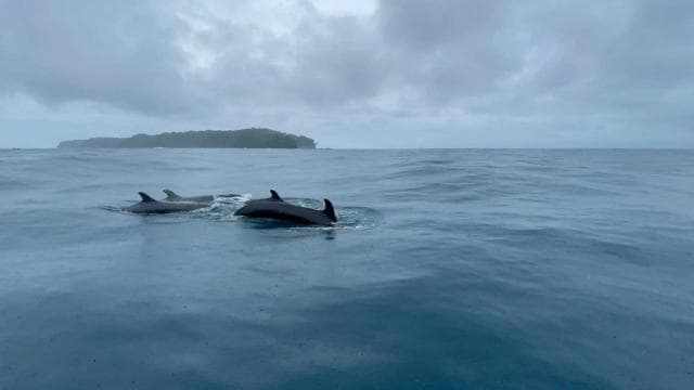 Drake Bay - Excursion d'observation des baleines et des dauphins - Photo 2 (Gallery view)