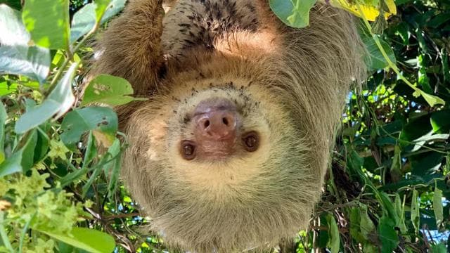 Cahuita national Park+Strand & Maratopia tropical garden - Dominican Republic