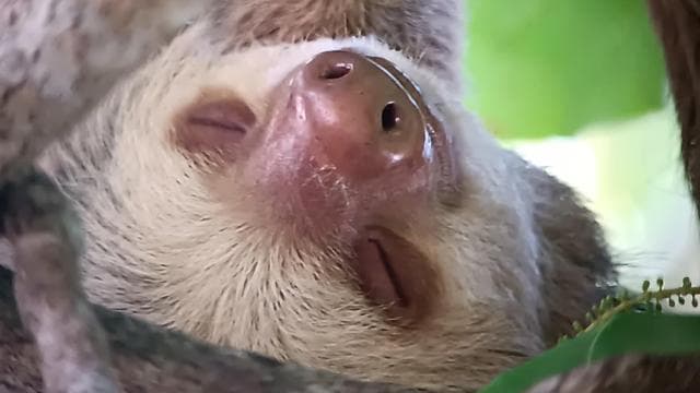 Manuel Antonio National Park, Spotting Animals and plants - Dominican Republic