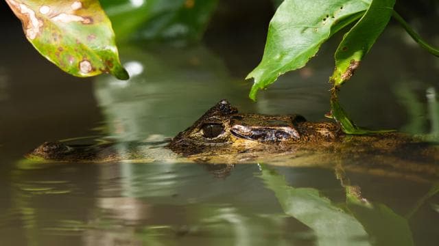 Tortuguero: tour avventuroso in canoa - Photo 3 (Gallery view)