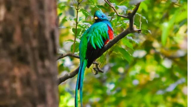 Monteverde: Cloud Forest Guided Nature Tour - Photo 3 (Gallery view)