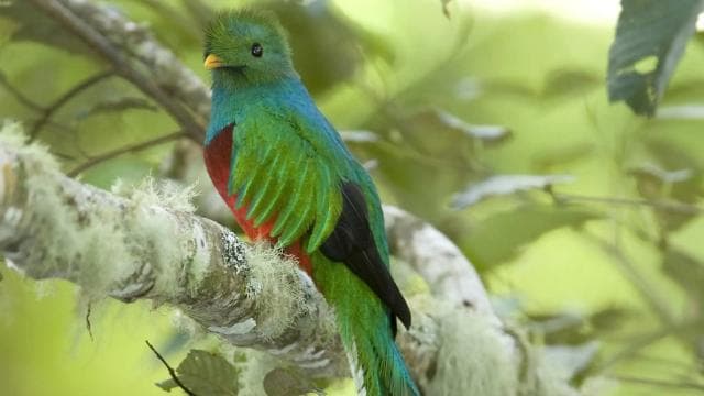 Quetzal: Costa Rica Birdwatching Eksperyans - Los Quetzales - Photo 4 (Gallery view)