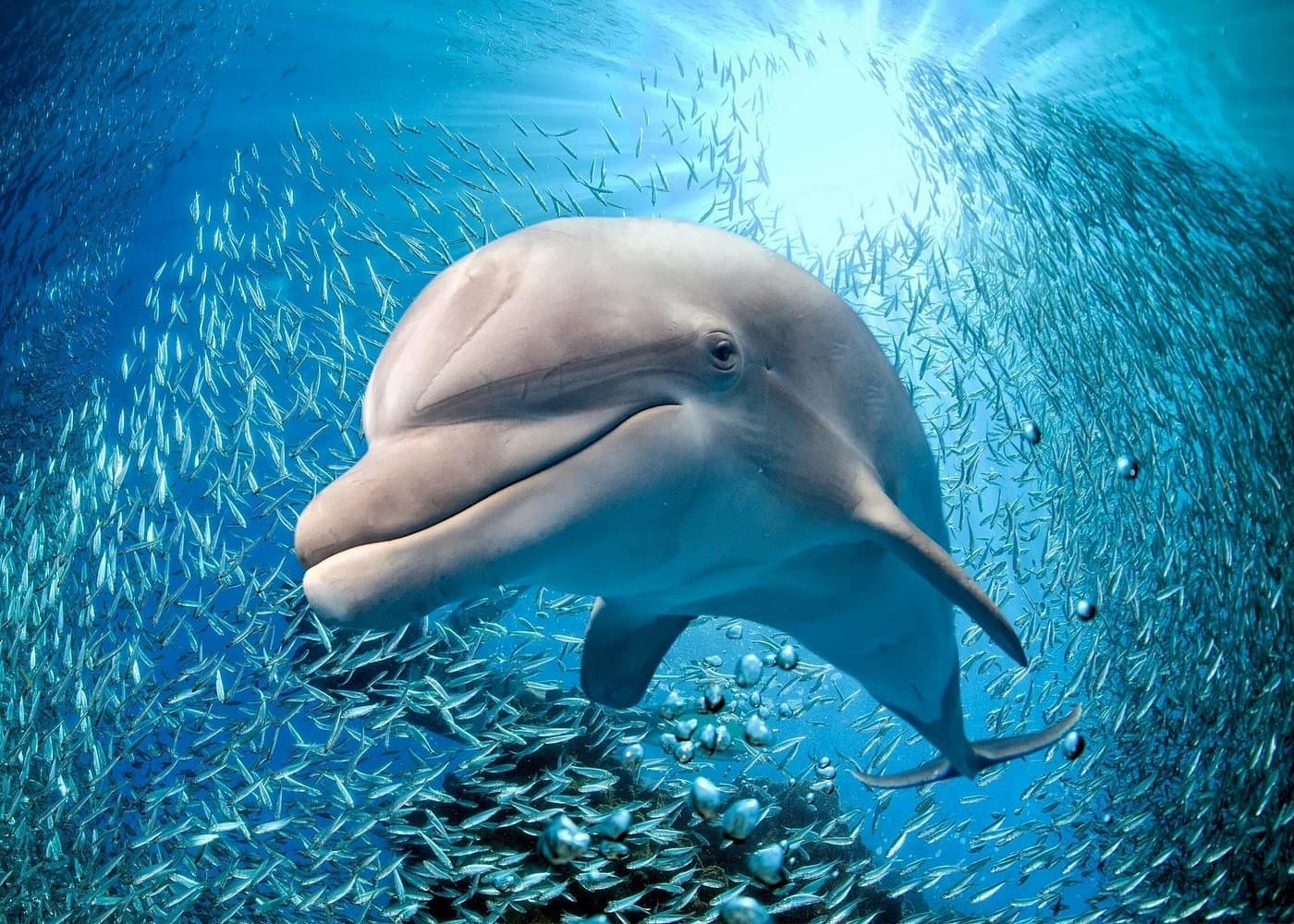 Coral World Ocean Park General Admission Ticket - Photo 4 (Gallery view)