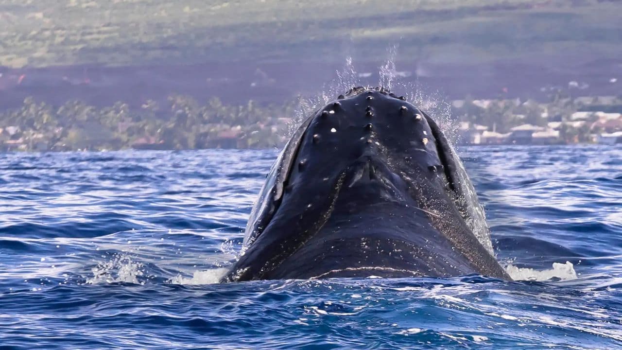 Excursion d'observation des baleines d'une demi-journée à Miches - Aventure marine inoubliable - Photo 5 (Gallery view)