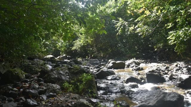 San Juan, PR: Hike to a Hidden Waterfall Adventure - Photo 5 (Gallery view)