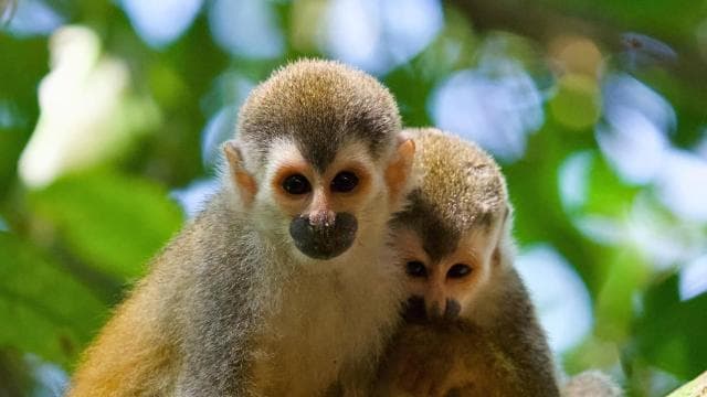 Manuel Antonio Park: Guided Walking Tour with a Naturalist - Photo 4 (Gallery view)